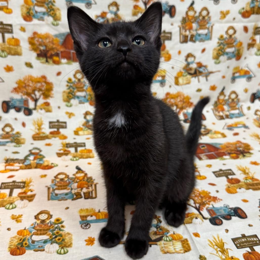 Enlarge Fork, a Adoptable Domestic Short Hair in Delaware, OH image 5/5