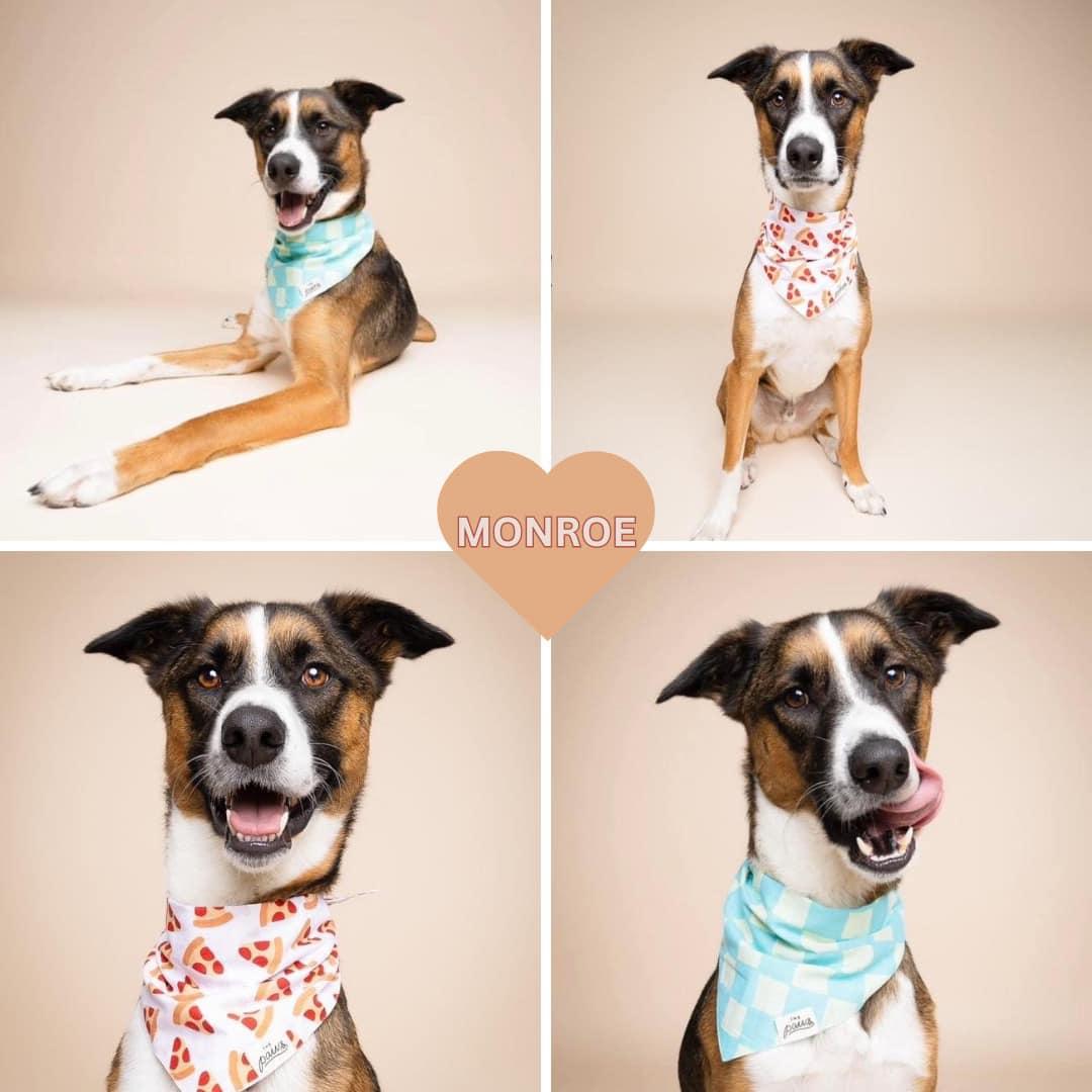 Monroe, Adoptable, Young Male Husky & German Shepherd Dog.