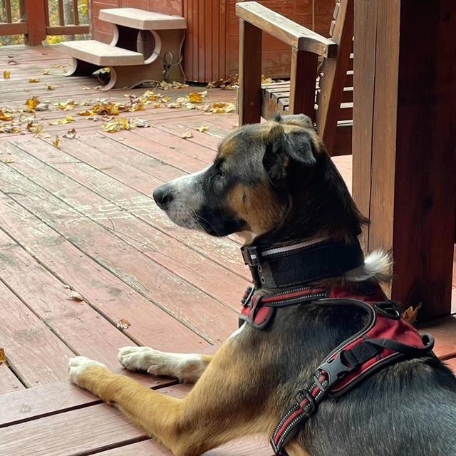 Monroe, a Adoptable mixed breed in Miami, FL image 2/5