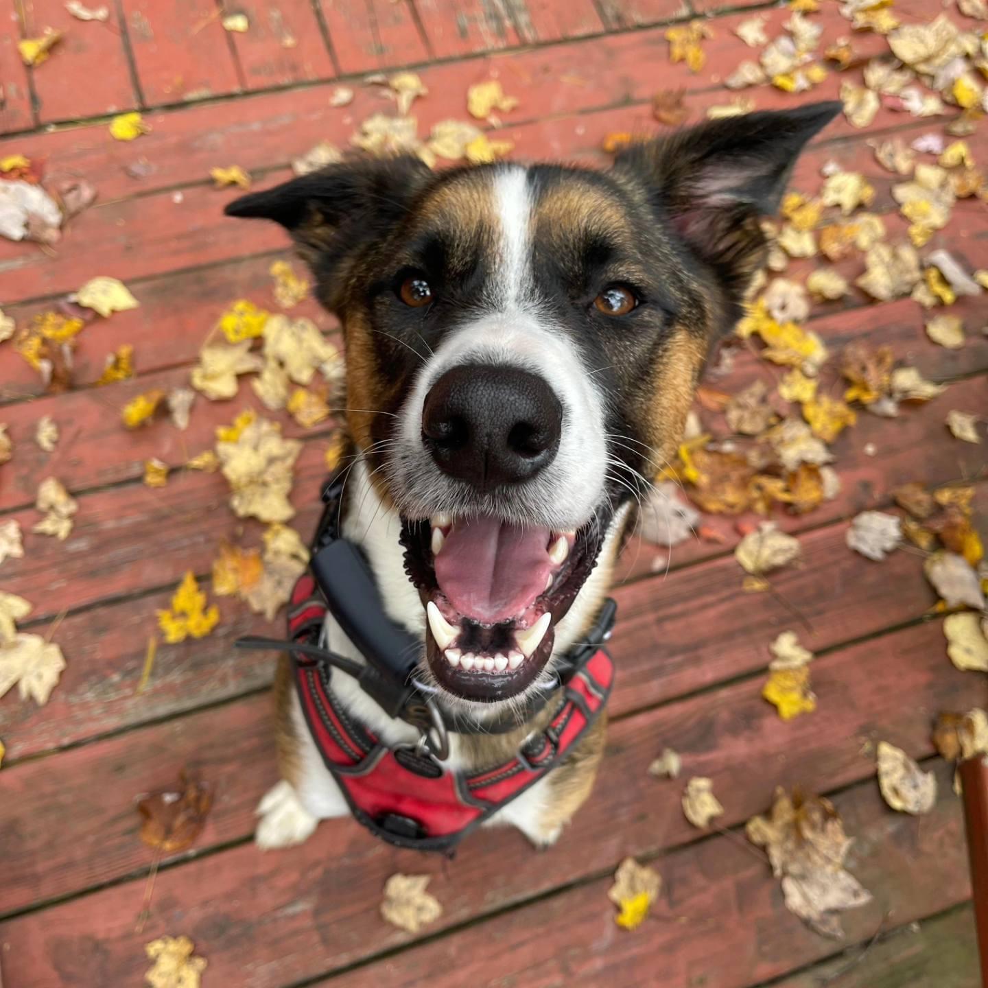 Monroe, a Adoptable mixed breed in Miami, FL image 3/5