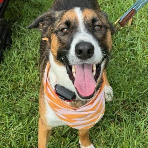 Monroe, a Adoptable mixed breed in Miami, FL image 4/5