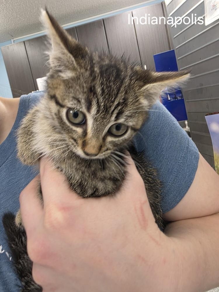 Indianapolis, Adoptable, Kitten Male Domestic Short Hair.
