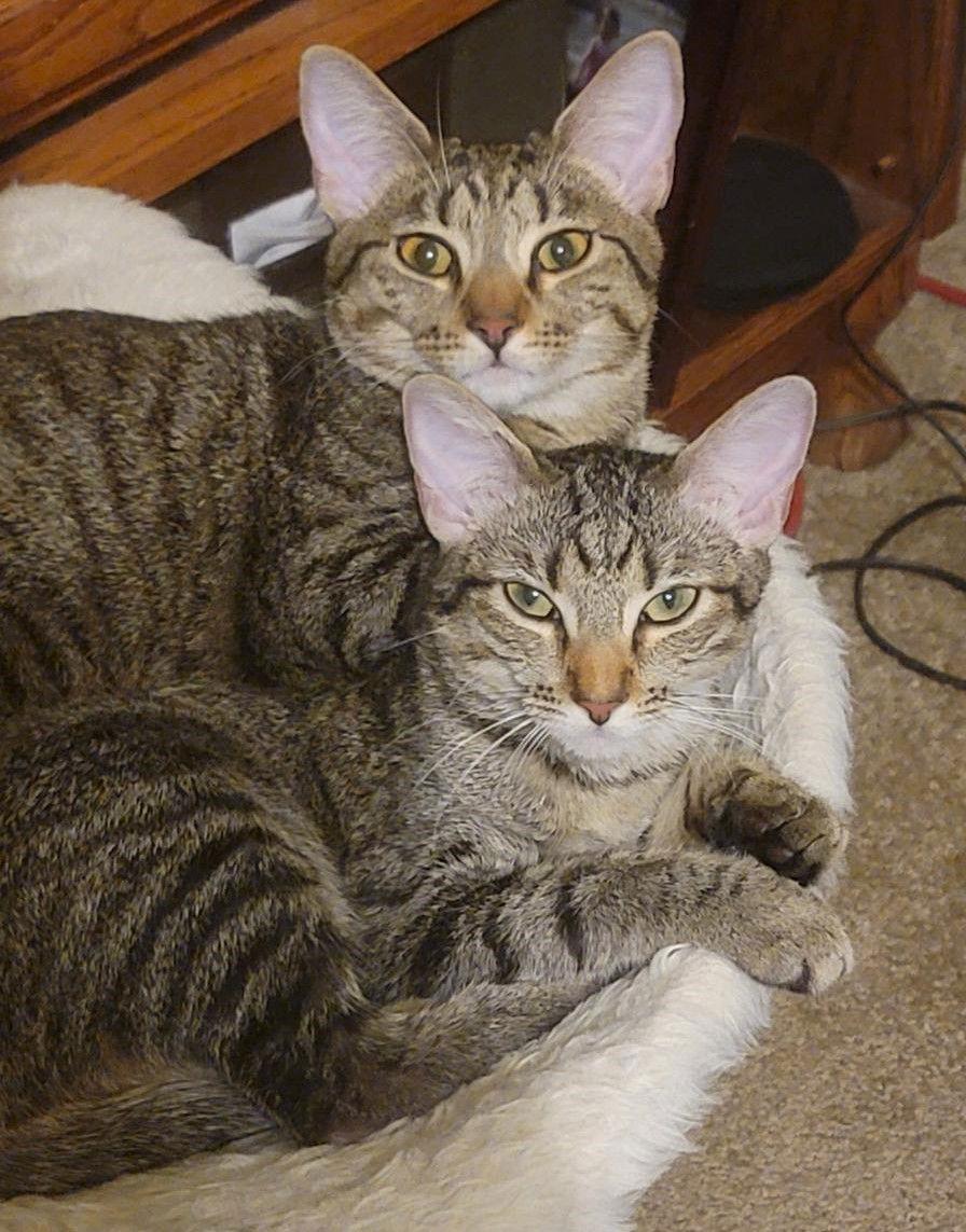 Mouth, Adoptable, Kitten Male Domestic Short Hair & Tabby.