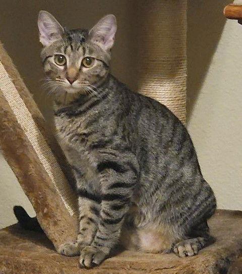 Enlarge Mouth, a Adoptable mixed breed in Rosenberg, TX image 2/3