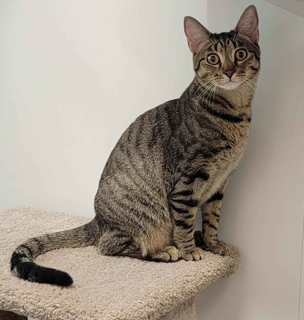 Enlarge Mouth, a Adoptable mixed breed in Rosenberg, TX image 3/3
