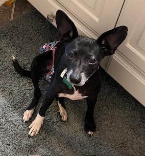 Zuri, a Adoptable mixed breed in North Little Rock, AR image 1/2