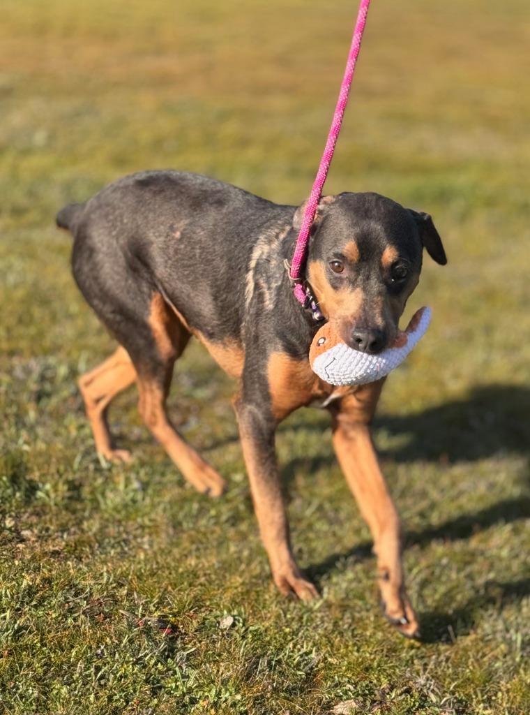 Kida, Adoptable, Young Female Doberman Pinscher.
