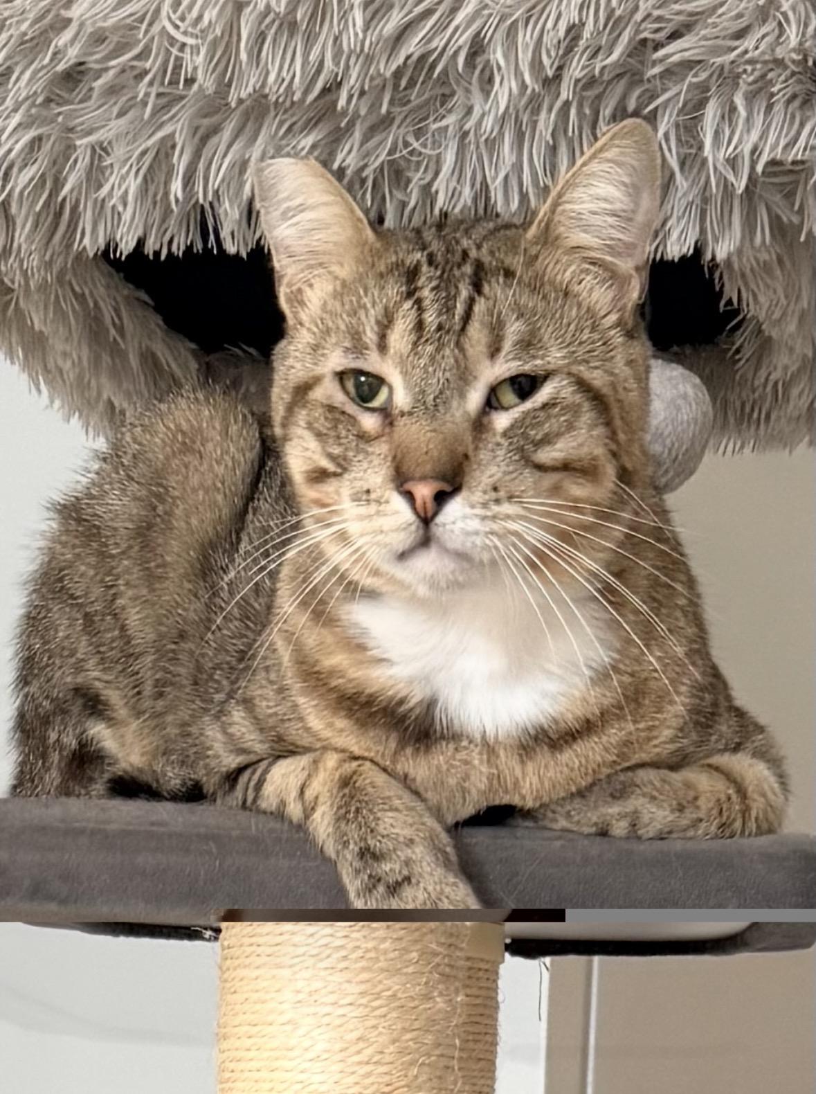Thunder, Adoptable, Adult Male Domestic Short Hair & Bengal.