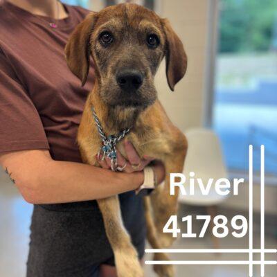 River, Young Male Hound