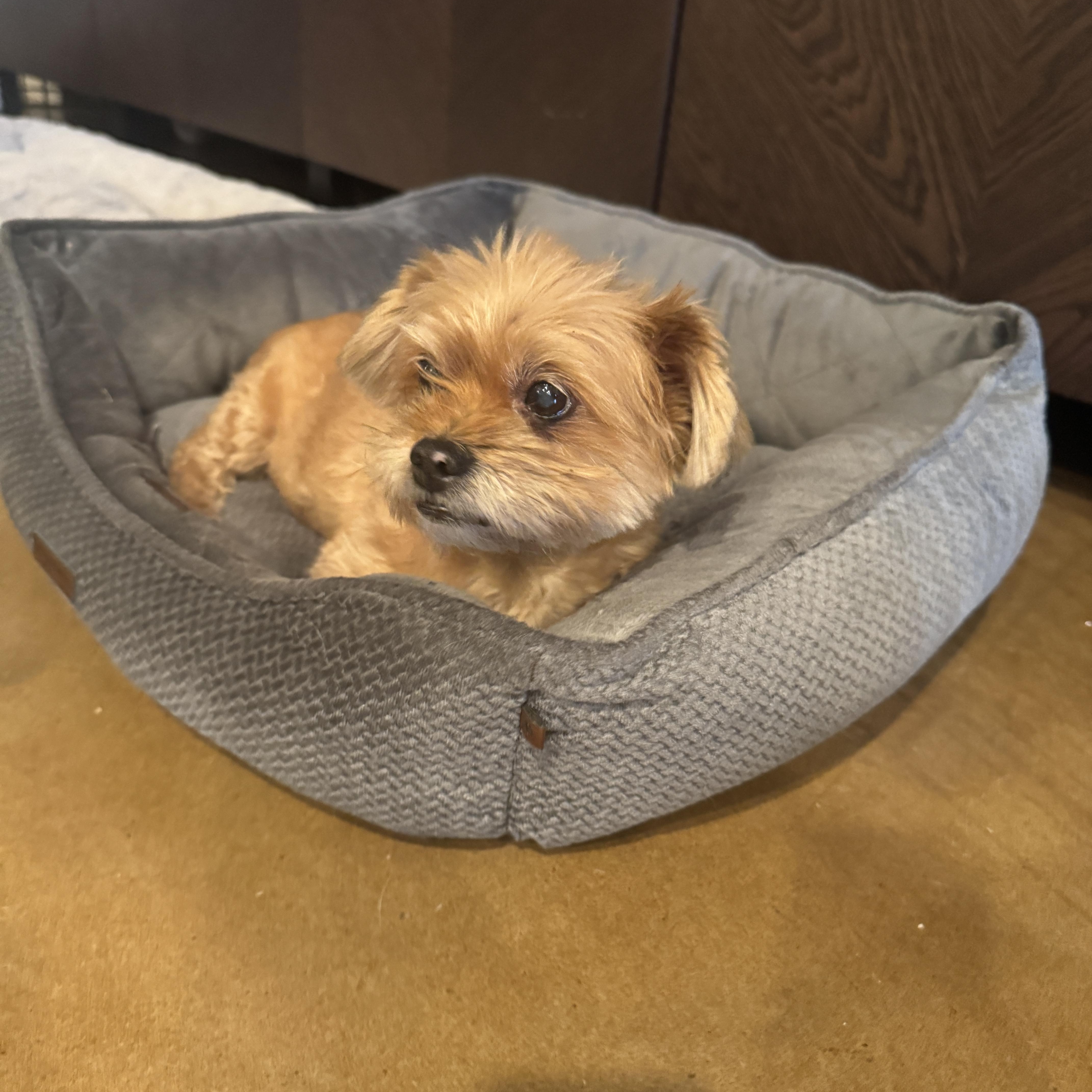 Enlarge Sage, a ADOPTABLE mixed breed in Austin, TX image 5/5