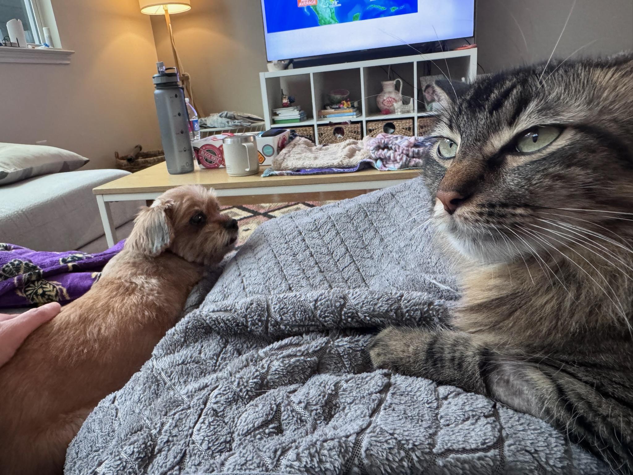 Enlarge Sage, a ADOPTABLE mixed breed in Austin, TX image 3/5