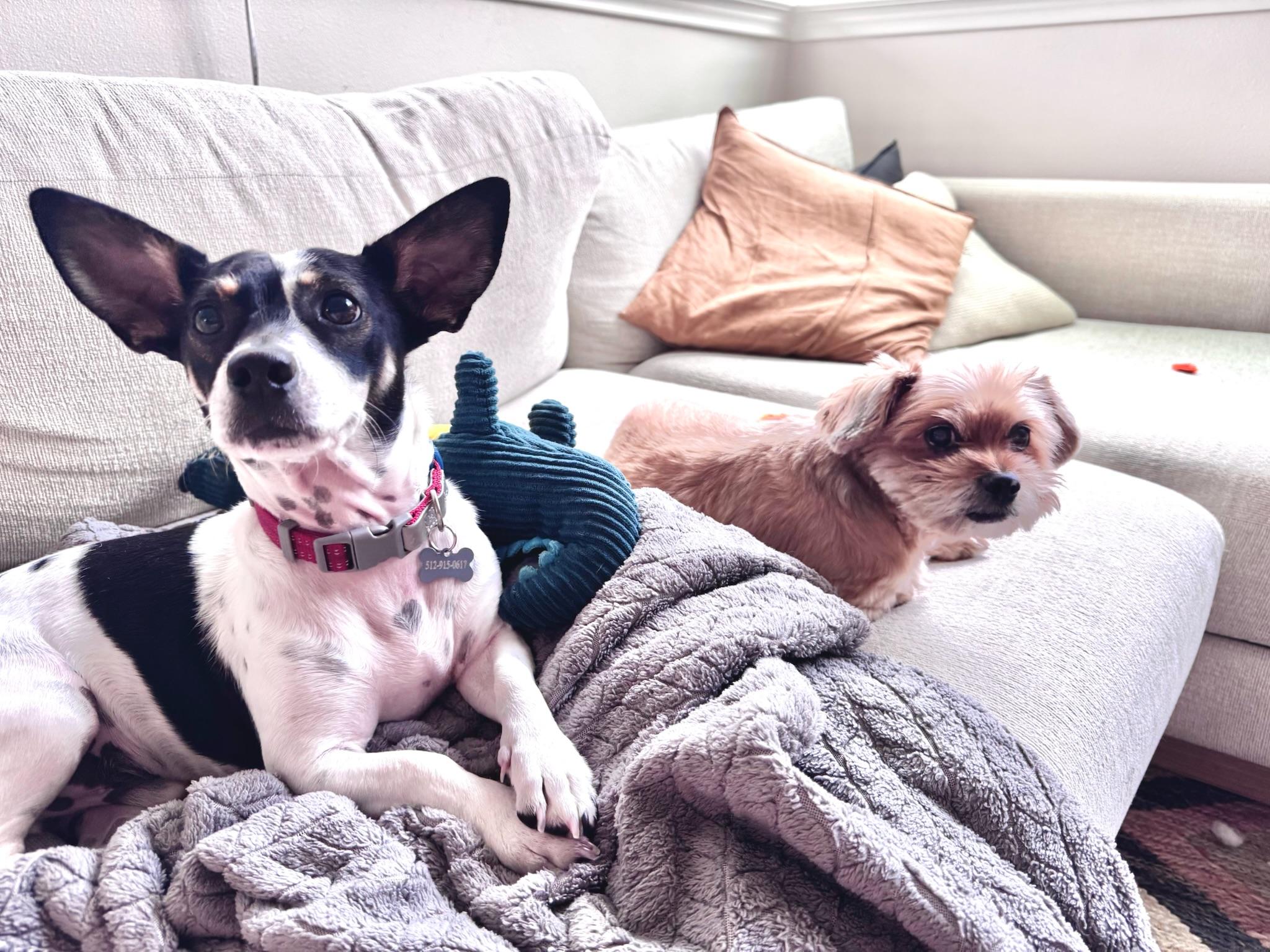 Enlarge Sage, a ADOPTABLE mixed breed in Austin, TX image 4/5