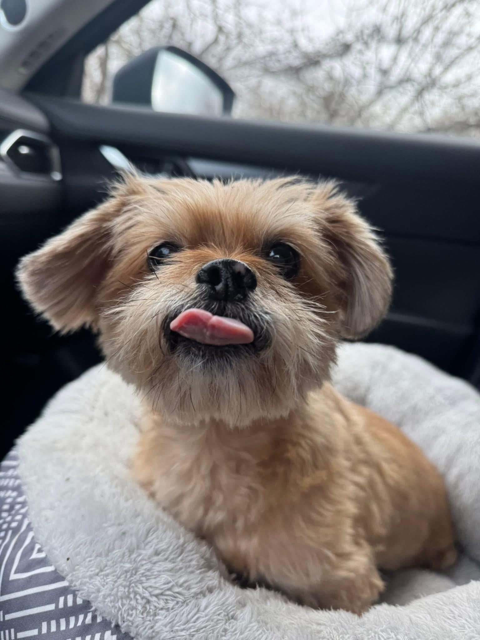Sage, ADOPTABLE, Senior Female Cockapoo & Yorkshire Terrier.