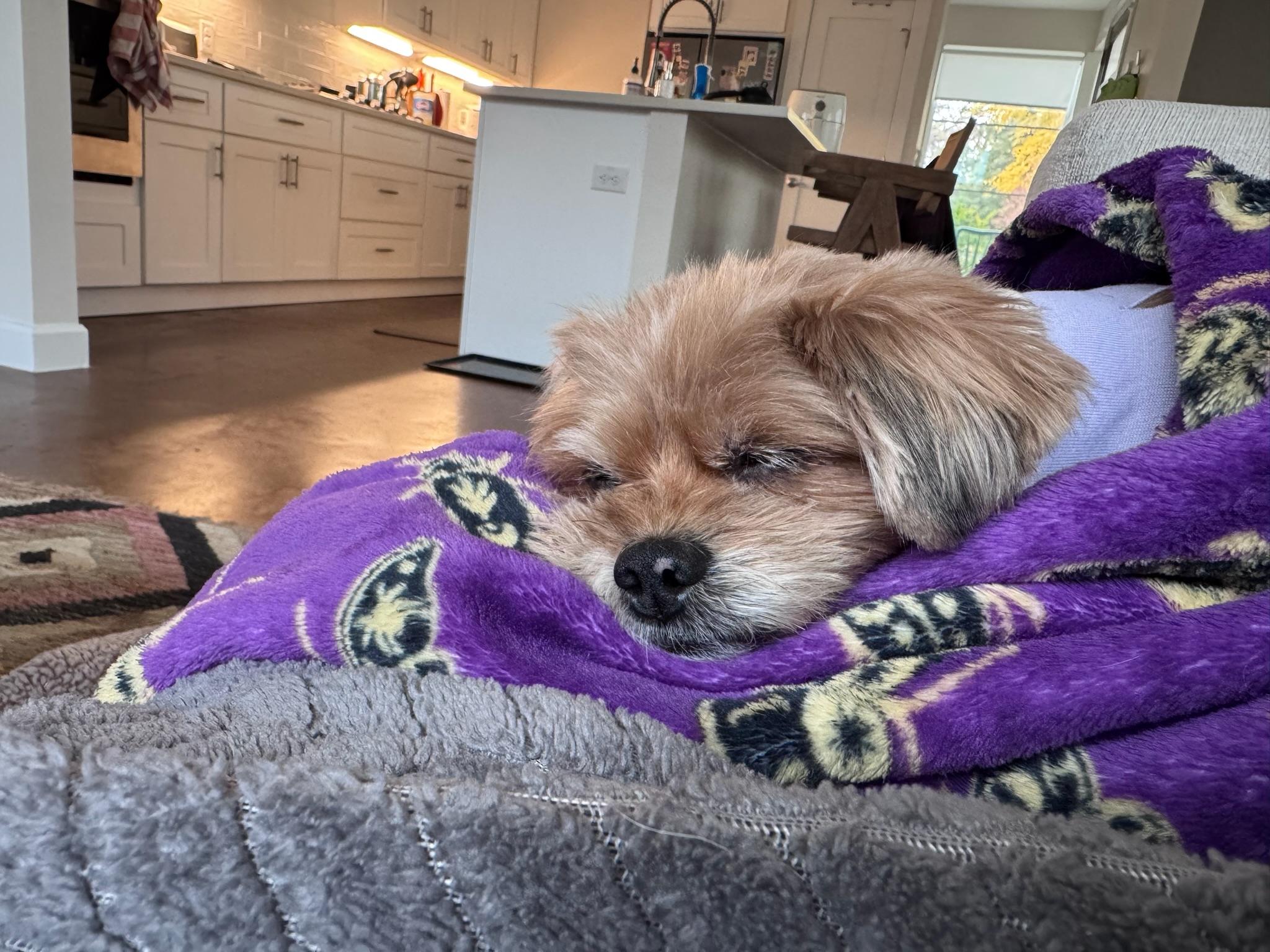 Enlarge Sage, a ADOPTABLE mixed breed in Austin, TX image 2/5