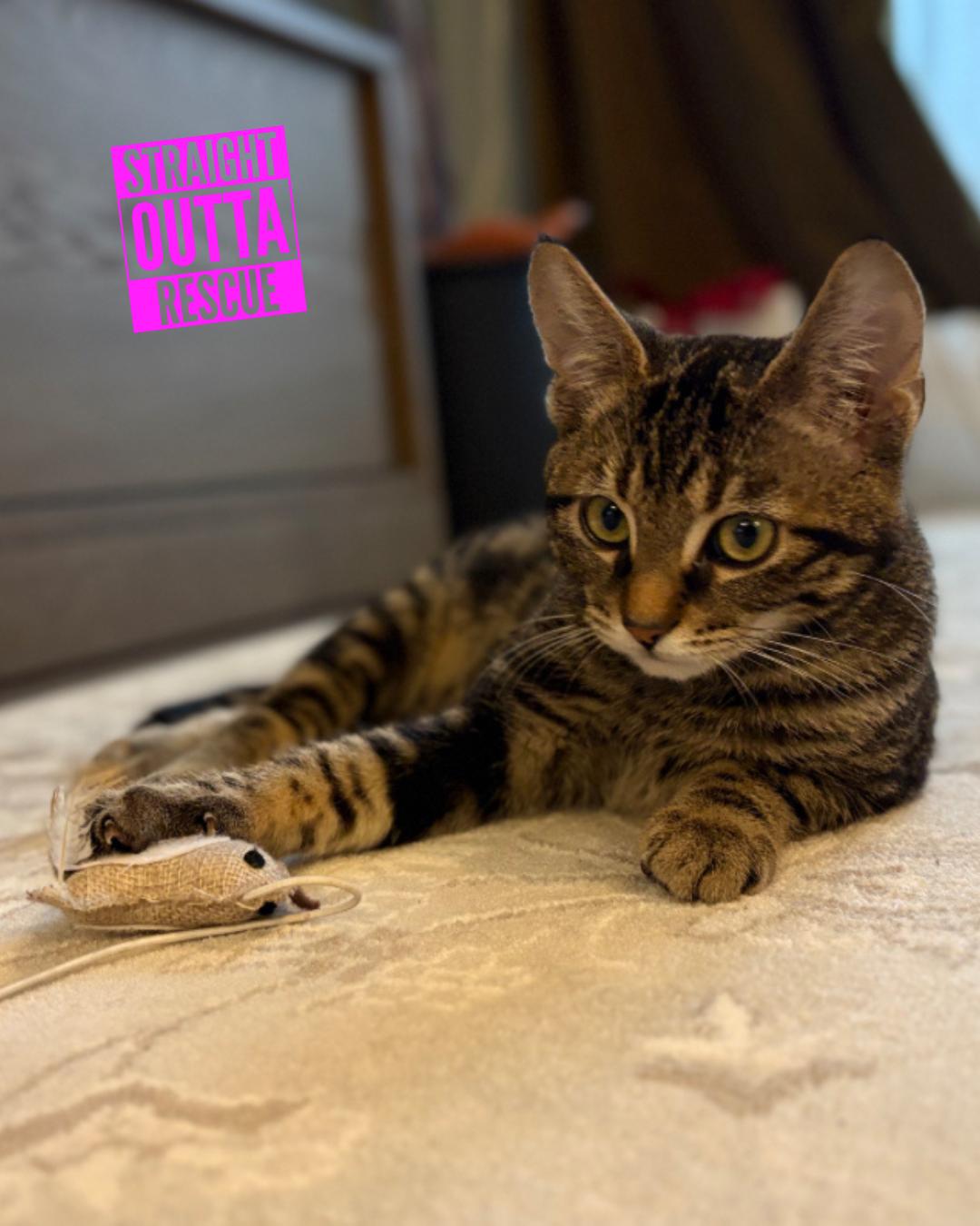 Enlarge Pumpkin , an adopted Domestic Short Hair in Vancouver, BC image 1/4