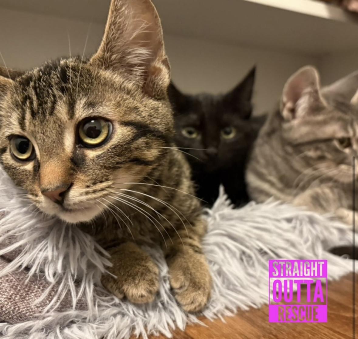 Enlarge Pumpkin , an adopted Domestic Short Hair in Vancouver, BC image 3/4