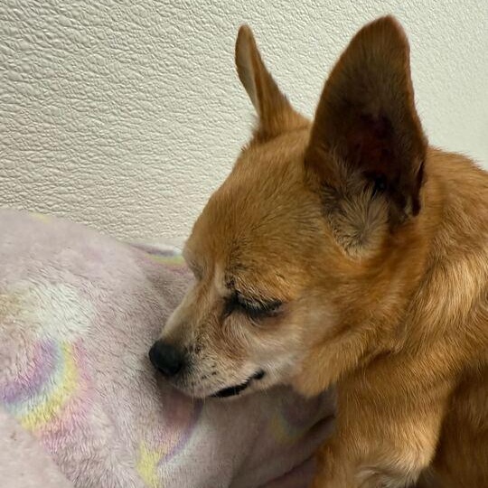 Enlarge Nibbles + 1, a ADOPTABLE Chihuahua in Driggs, ID image 3/5