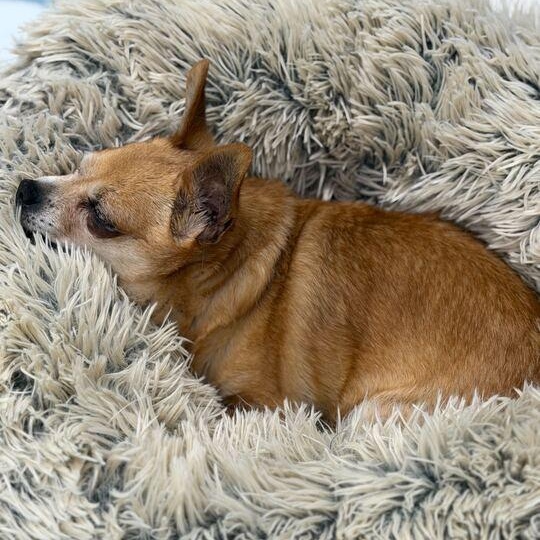 Nibbles + 1, ADOPTABLE, Senior Male Chihuahua.