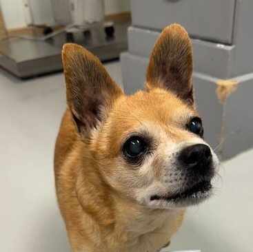 Enlarge Nibbles + 1, a ADOPTABLE Chihuahua in Driggs, ID image 2/5