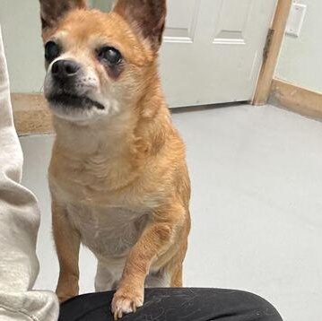 Enlarge Nibbles + 1, a ADOPTABLE Chihuahua in Driggs, ID image 5/5