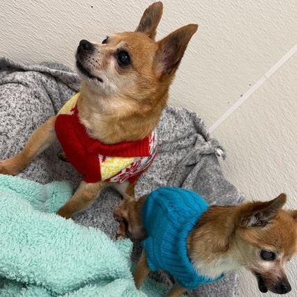 Enlarge Nibbles + 1, a ADOPTABLE Chihuahua in Driggs, ID image 4/5