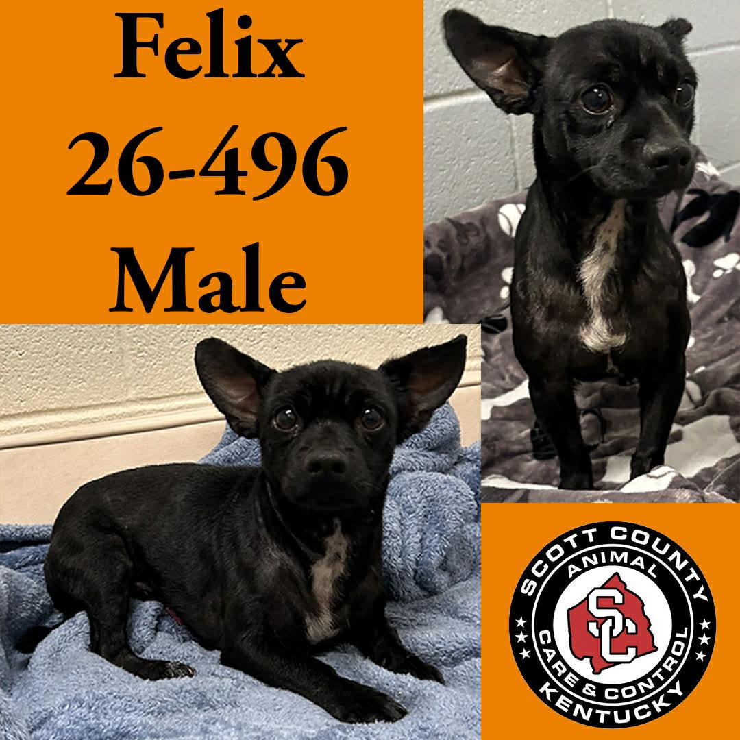 Felix, Adoptable, Adult Male Chihuahua.