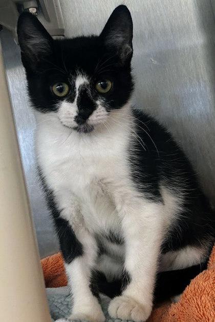 Wonder, Adoptable, Kitten Female Domestic Short Hair & Domestic Short Hair.
