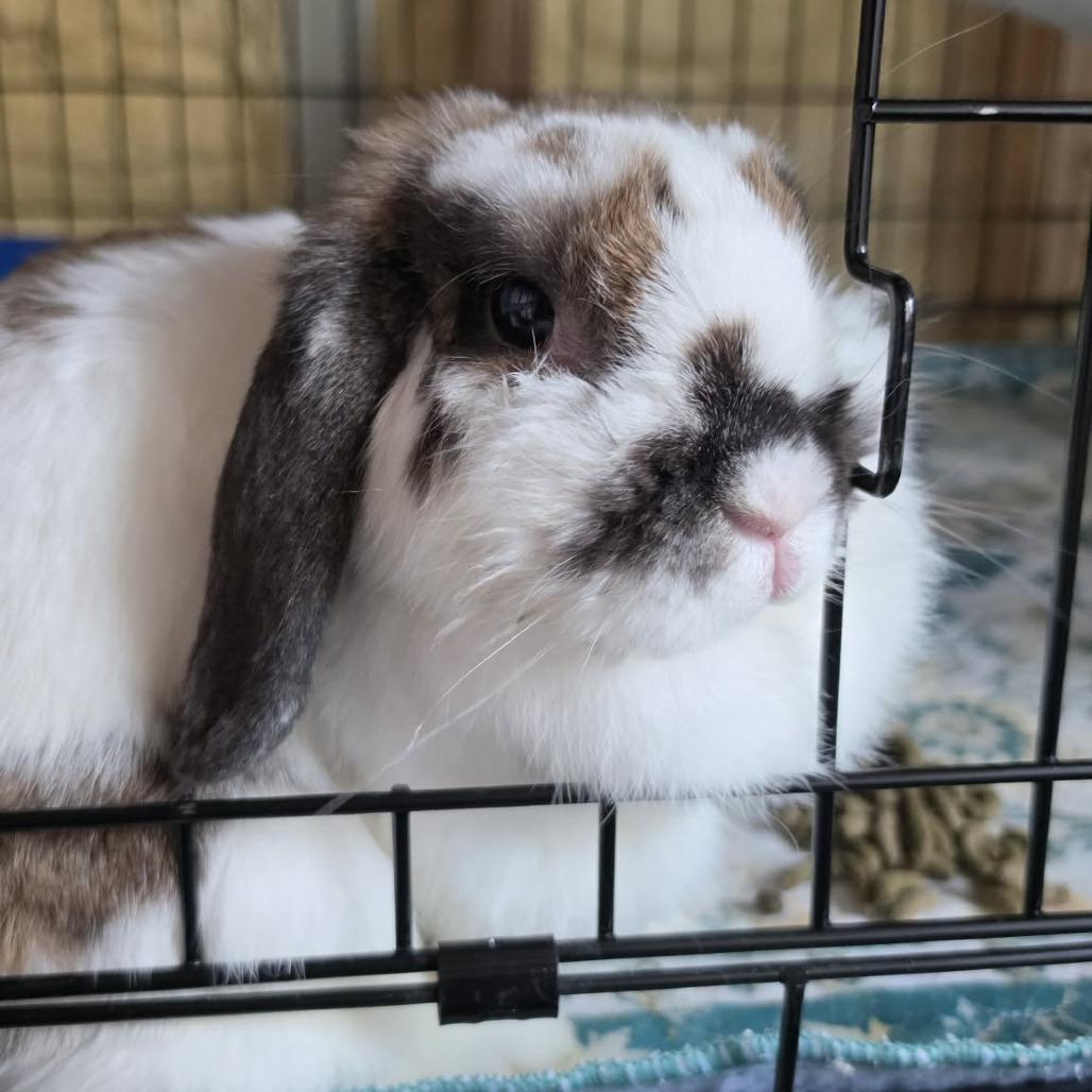 Holly, Adoptable, Adult Female Mini Lop.