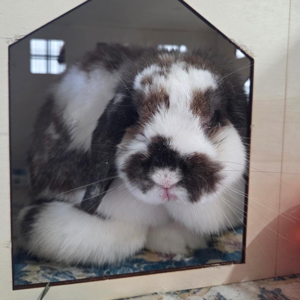 Holly, Adoptable, Adult Female Mini Lop.
