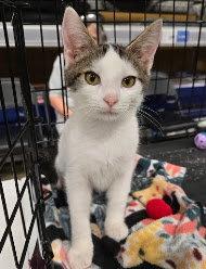 Enlarge Mouth, a Adoptable mixed breed in Norwood, OH image 1/1