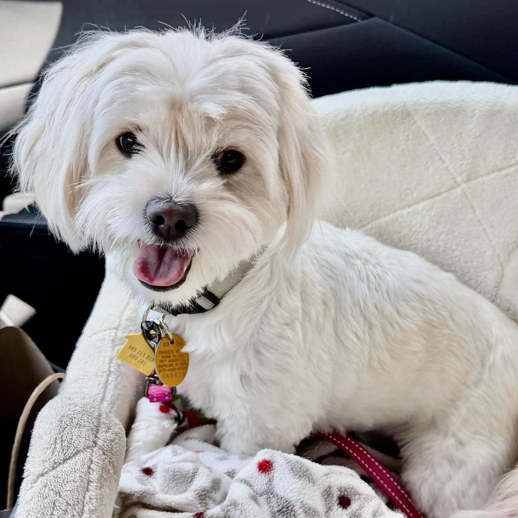 Maddie Turner, adopted, Young Female Shih poo.