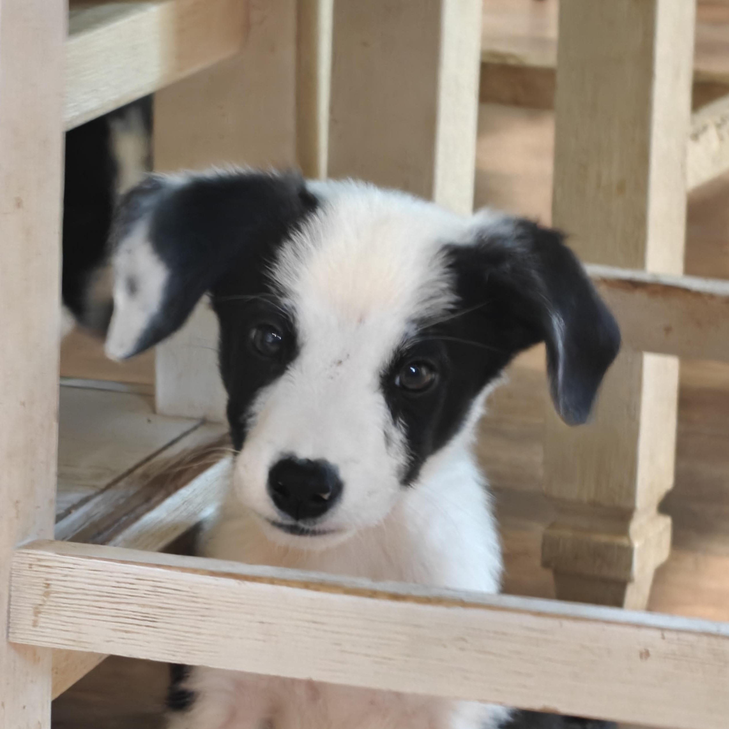 Casper, ADOPTABLE, Puppy Male Border Collie.