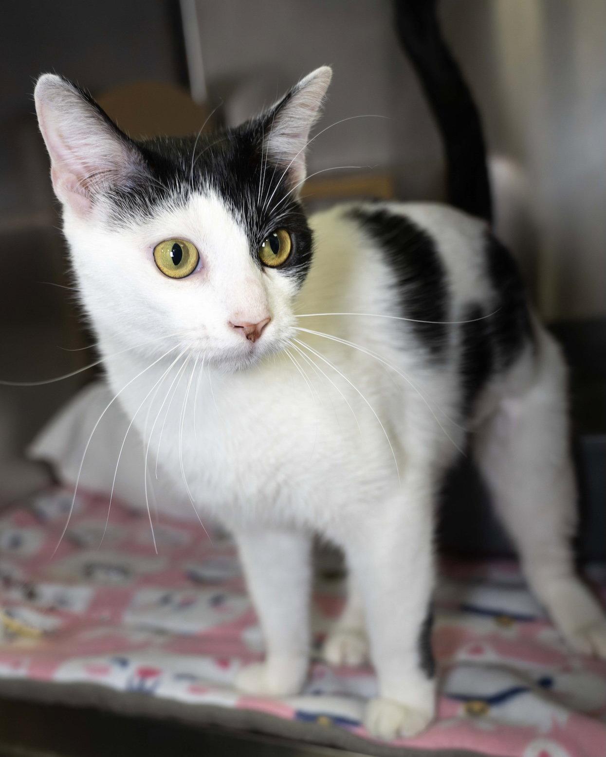 Grover, Adoptable, Young Female Domestic Short Hair.