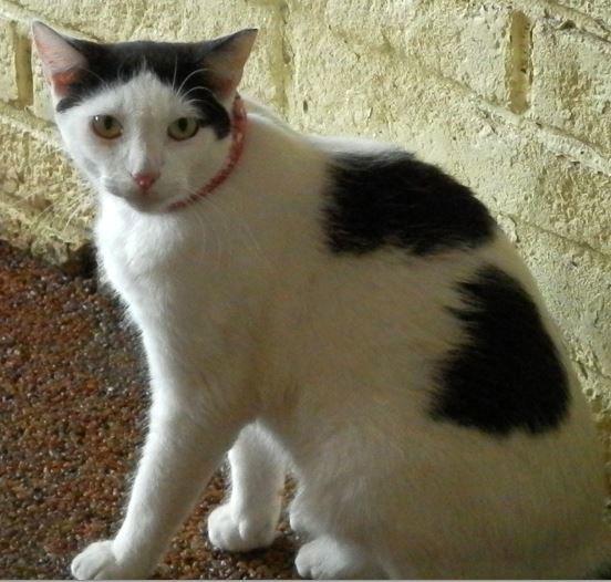 Enlarge Jill, a Adopted Domestic Short Hair in Hallandale, FL image 1/3