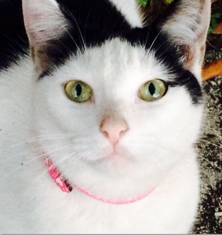 Enlarge Jill, a Adopted Domestic Short Hair in Hallandale, FL image 2/3