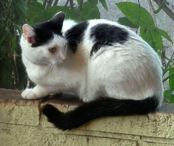 Enlarge Jill, a Adopted Domestic Short Hair in Hallandale, FL image 3/3