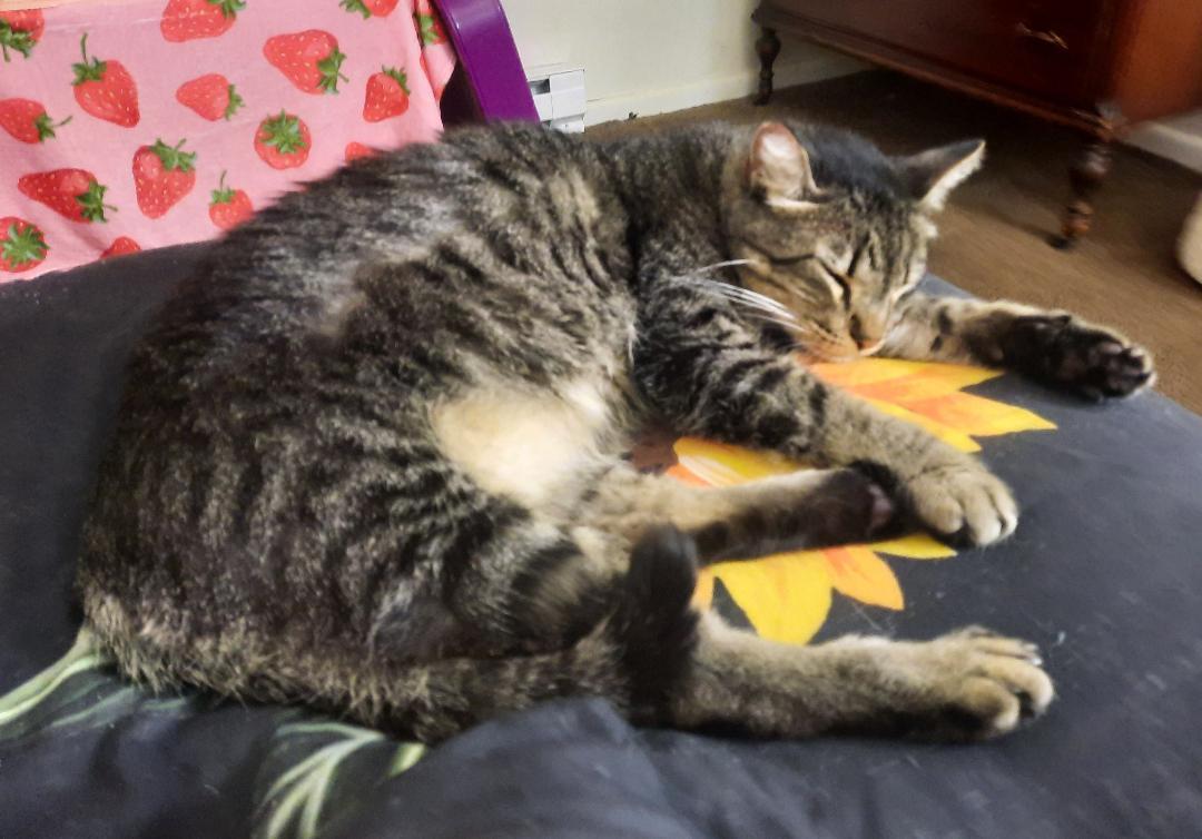 PEPPERCORN, Adoptable, Adult Male Domestic Short Hair.