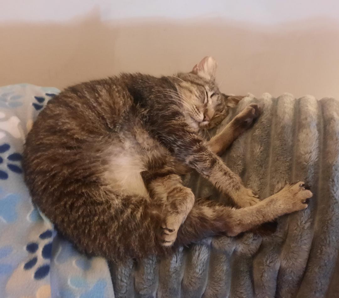 Enlarge PEPPERCORN, a Adoptable Domestic Short Hair in Harrisburg, PA image 2/3