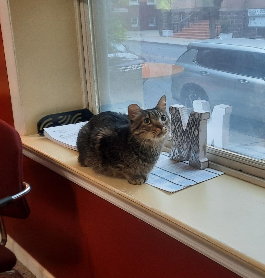 Enlarge PEPPERCORN, a Adoptable Domestic Short Hair in Harrisburg, PA image 3/3