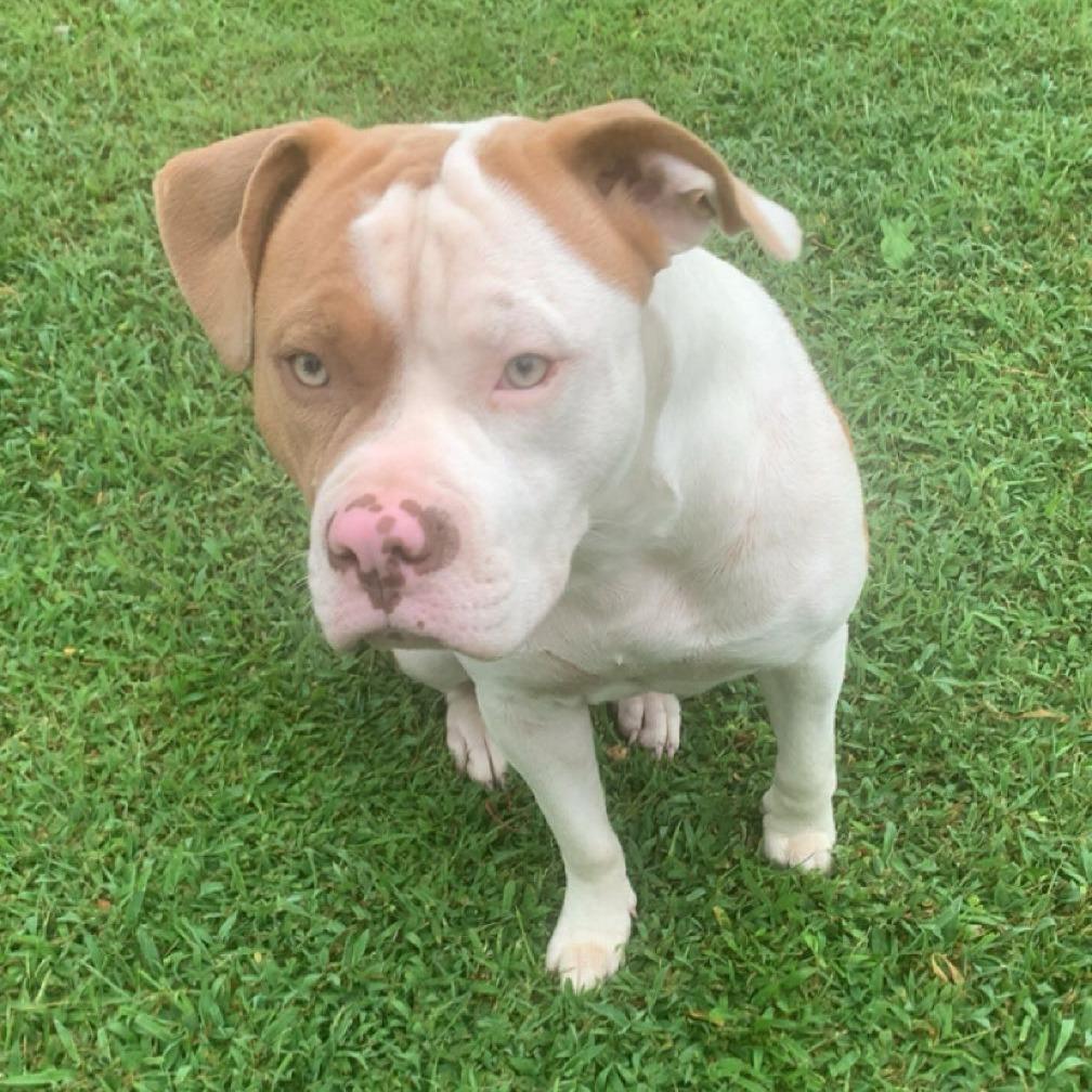 Cookie — thumbnail 2