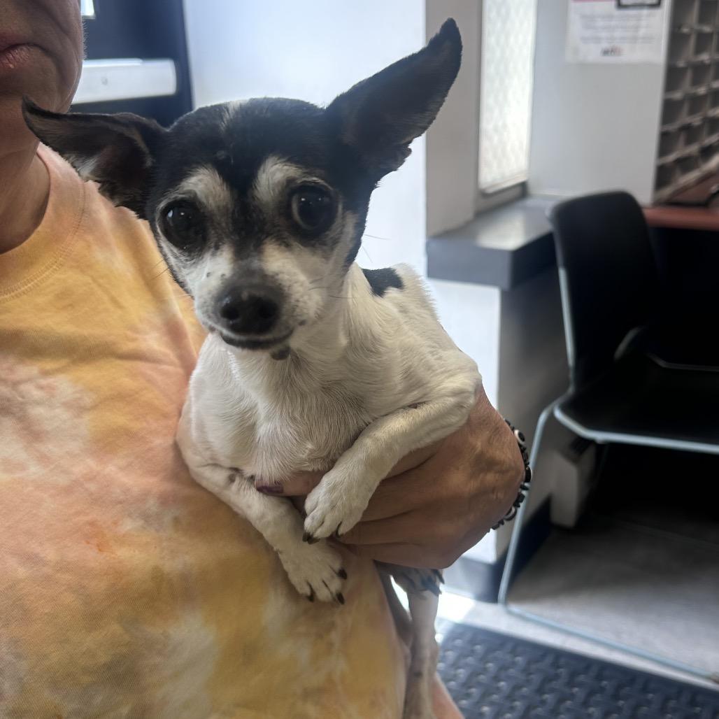 Enlarge Xyla, a Adoptable Chihuahua in West Chester, PA image 1/1