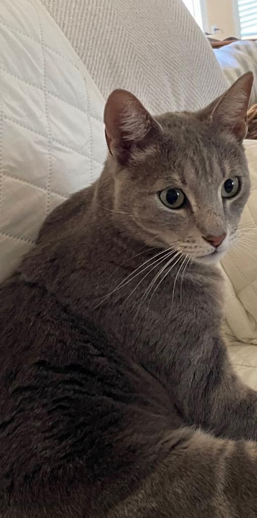 Sonny, Adoptable, Young Male Domestic Short Hair.
