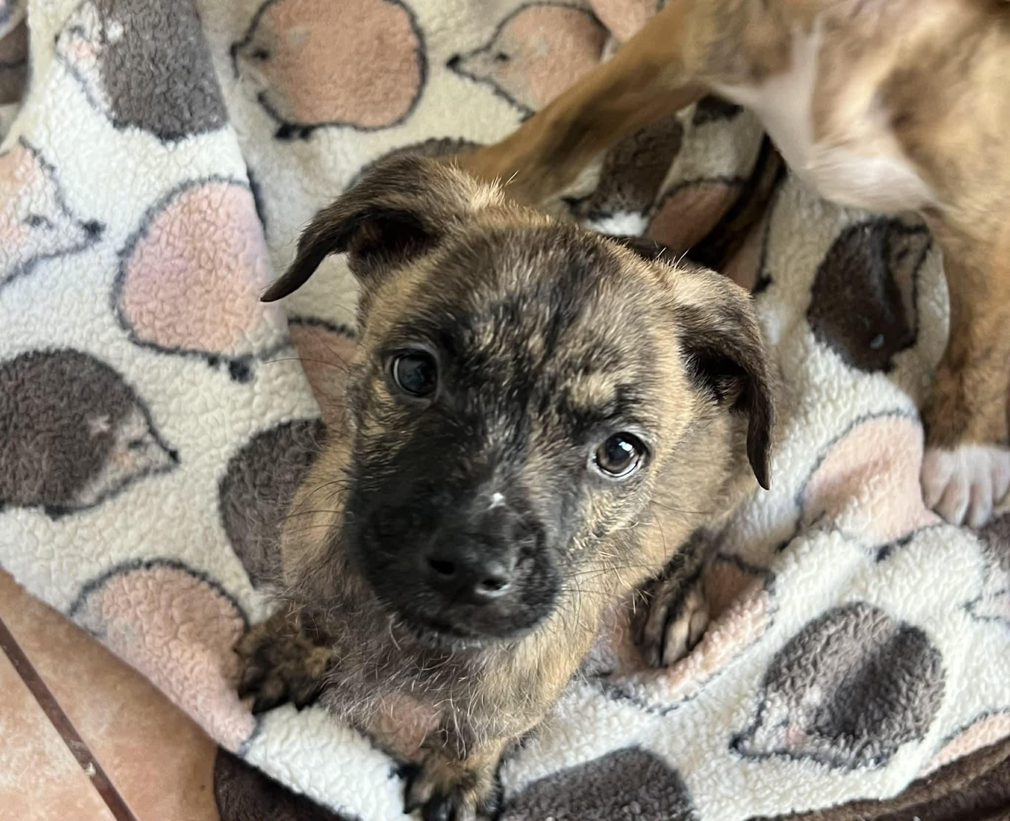 Enlarge Atlas, a ADOPTABLE mixed breed in Carlsbad, CA image 2/4