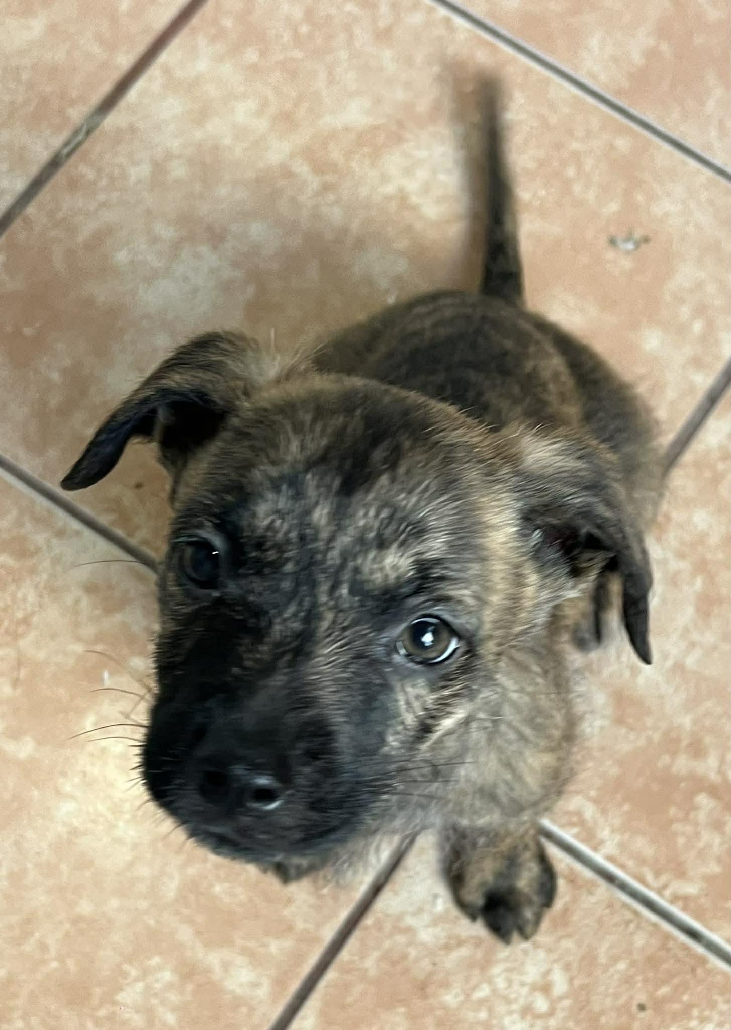 Enlarge Atlas, a ADOPTABLE mixed breed in Carlsbad, CA image 4/4