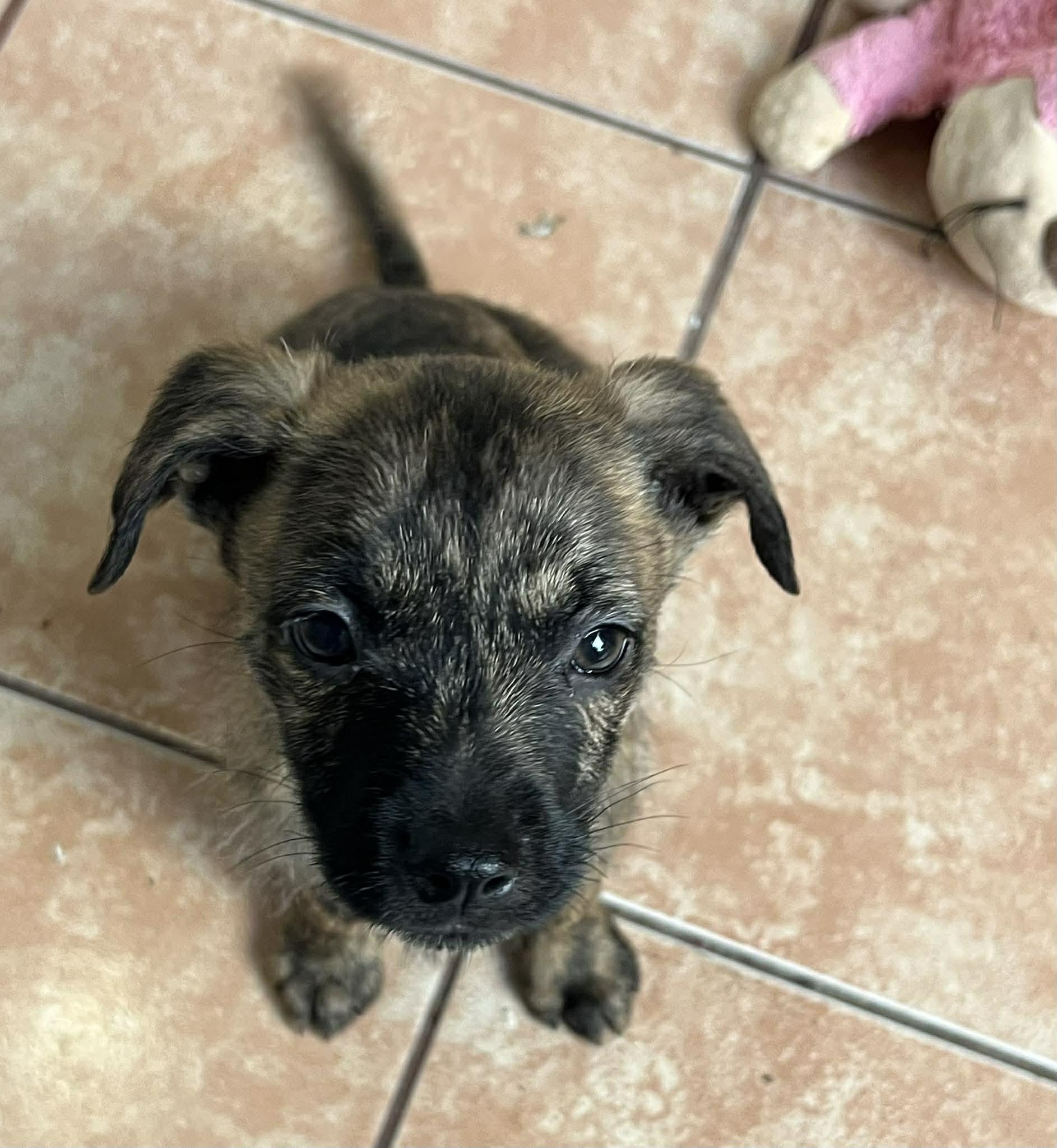 Enlarge Atlas, a ADOPTABLE mixed breed in Carlsbad, CA image 1/4