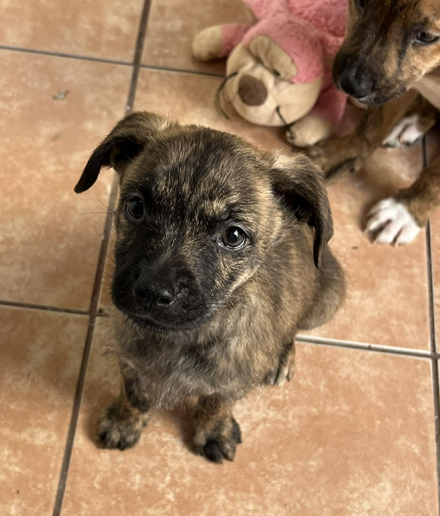 Enlarge Atlas, a ADOPTABLE mixed breed in Carlsbad, CA image 3/4