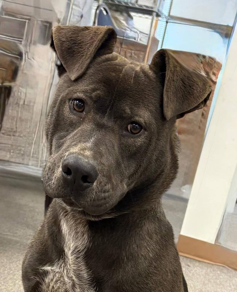 Zee, an adoptable mixed breed in Long Beach, WA image 1/6
