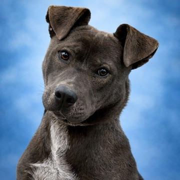 Zee, adoptable, Young Male Pit Bull Terrier.