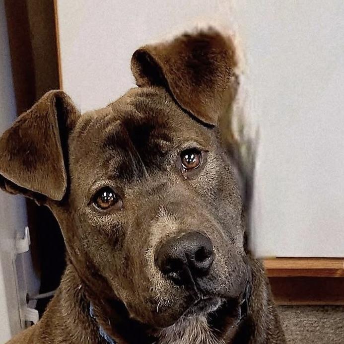 Zee, an adoptable mixed breed in Long Beach, WA image 2/6