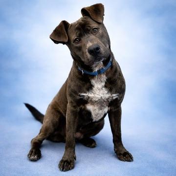 Enlarge Zee, a Adoptable mixed breed in Long Beach, WA image 3/4